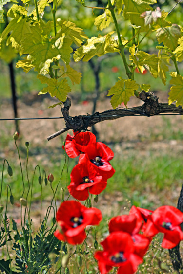 Photographie intitulée "Vignoble de Gigondas" par Christian Clausier, Œuvre d'art originale, Photographie numérique