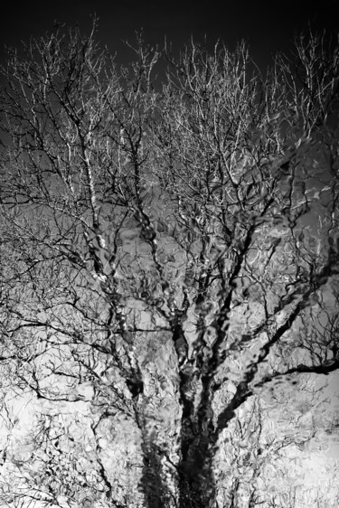 Fotografia zatytułowany „TREE OF LIFE (N°1/3…” autorstwa Christian Houeix, Oryginalna praca, Fotografia cyfrowa
