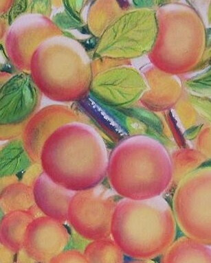 Dessin intitulée "Prunes du jardin" par Christiane Guilleminot, Œuvre d'art originale, Pastel