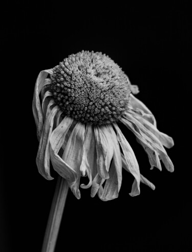 Photography titled "Walkside Flower #01" by Christophe Aubry, Original Artwork, Digital Photography Mounted on Aluminium