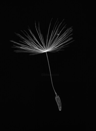Photography titled "Walkside Flower #4" by Christophe Aubry, Original Artwork, Digital Photography