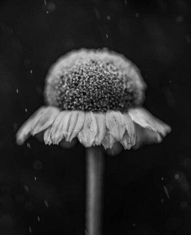 Fotografie getiteld "Walkside Flower #7" door Christophe Aubry, Origineel Kunstwerk, Digitale fotografie