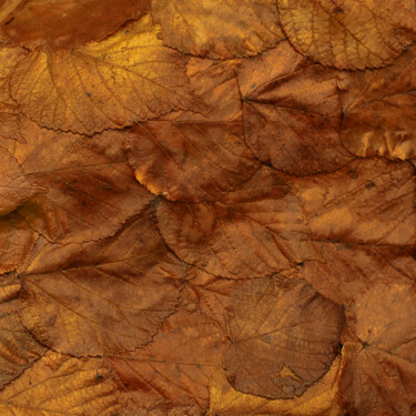 Photographie intitulée "Feuilles mortes" par Christophe Jeanjean, Œuvre d'art originale, Photographie numérique