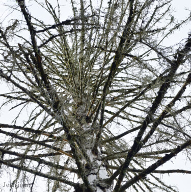 ""Sapin sans aiguill…" başlıklı Fotoğraf Christophe Jeanjean tarafından, Orijinal sanat, Fotoşopsuz fotoğraf Alüminyum üzeri…