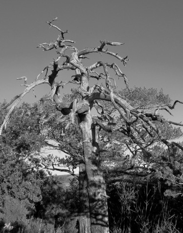 Фотография под названием "Squelette végétal" - Christophe Gol, Подлинное произведение искусства