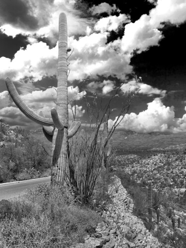 Fotografía titulada "The Arizona Desert…" por Christopher L Smith, Obra de arte original, Fotografía digital