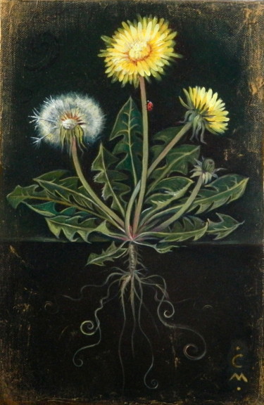 Pintura intitulada "Taraxacum officinale" por Cinzia Marotta, Obras de arte originais, Óleo