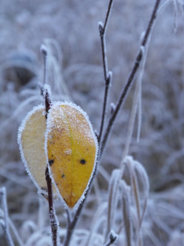 "Yellow frost" başlıklı Fotoğraf Angie Black tarafından, Orijinal sanat, Fotoşopsuz fotoğraf