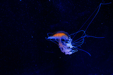 Fotografia intitulada "Jellyfish in space" por Angie Black, Obras de arte originais, Fotografia digital