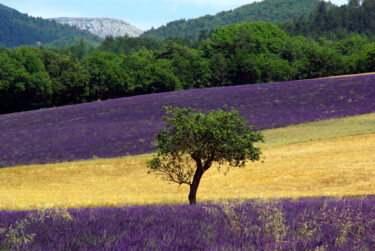 Fotografia intitulada "Champs de lavande" por Angie Black, Obras de arte originais, Fotografia digital