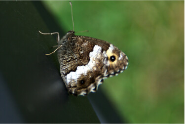 Photographie intitulée "Papillon brun" par Angie Black, Œuvre d'art originale, Photographie numérique