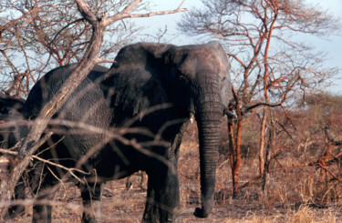 Photographie intitulée "éléphant 2.jpg" par Claude Guillemet, Œuvre d'art originale, Photographie non manipulée