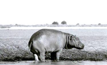 Fotografia intitolato "hippopotame.jpg" da Claude Guillemet, Opera d'arte originale, Fotografia non manipolata