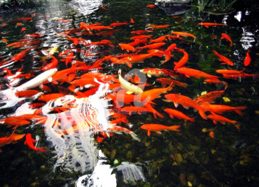 Fotografia intitolato "Golden Fish in pond…" da Clement Tsang, Opera d'arte originale, Fotografia digitale