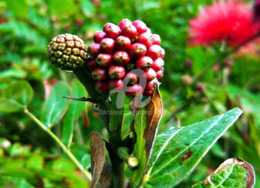 Photography titled "Calliandra Bud in H…" by Clement Tsang, Original Artwork, Digital Photography