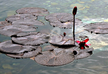 Photographie intitulée "Lotus on Pond in Ho…" par Clement Tsang, Œuvre d'art originale, Photographie numérique