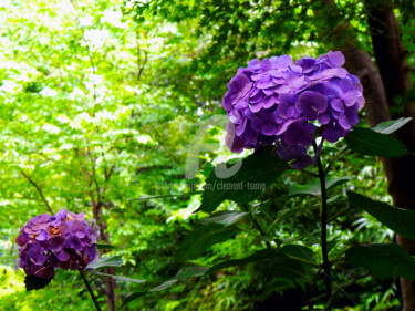 Photography titled "Japan - Hydrangea m…" by Clement Tsang, Original Artwork, Digital Photography