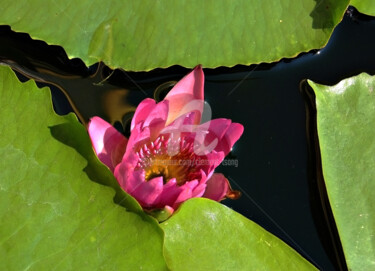 "Thailand - Lotus an…" başlıklı Fotoğraf Clement Tsang tarafından, Orijinal sanat, Dijital Fotoğrafçılık