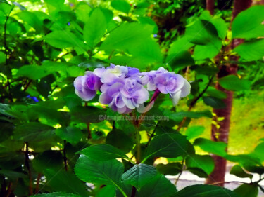 Photography titled "Japan - Hydrangea m…" by Clement Tsang, Original Artwork, Digital Photography