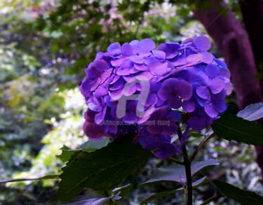 Photography titled "Japan - Hydrangea m…" by Clement Tsang, Original Artwork, Digital Photography