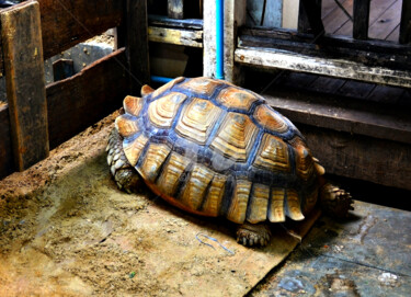 "Tortoise for Sale i…" başlıklı Fotoğraf Clement Tsang tarafından, Orijinal sanat, Dijital Fotoğrafçılık