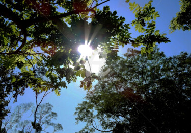 Fotografie getiteld "Sun Shine and Tree…" door Clement Tsang, Origineel Kunstwerk, Digitale fotografie