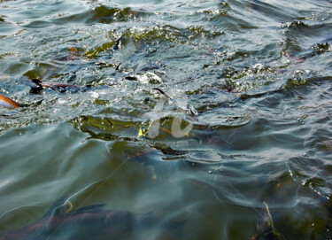 Fotografia intitulada "Large Group of Fish…" por Clement Tsang, Obras de arte originais, Fotografia digital