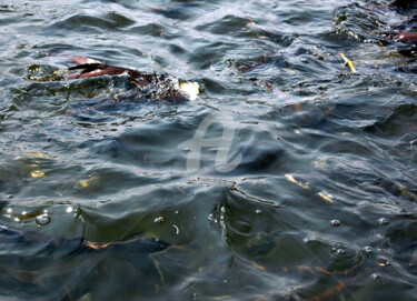 Fotografia zatytułowany „Large Group of Fish…” autorstwa Clement Tsang, Oryginalna praca, Fotografia cyfrowa