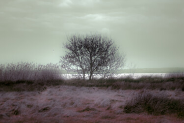 摄影 标题为“L'arbre aux fées” 由Cleo-La Girafe Bleue, 原创艺术品, 数码摄影
