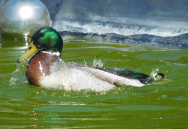 Fotografia zatytułowany „LE COL VERT” autorstwa Cecile Matti, Oryginalna praca, Fotografia cyfrowa