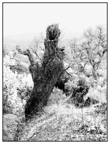 Photography titled "Peuple-de-la-forêt#2" by Chupalia, Original Artwork