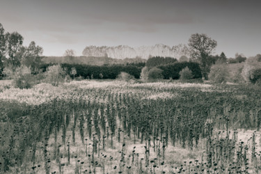 Fotografia intitolato "Tournesols-verts" da Chupalia, Opera d'arte originale