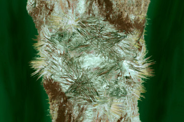 Fotografía titulada "tronc-d-arbre-#1.jpg" por Chupalia, Obra de arte original