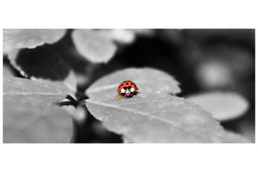 제목이 "Coccinelle, rouge e…"인 사진 Corentin Thauvin로, 원작, 디지털