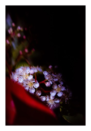 Photography titled "Confinement à fleur…" by Corentin Thauvin, Original Artwork, Digital Photography