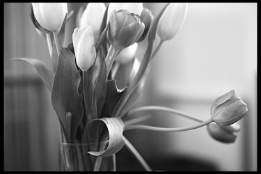 Fotografía titulada "« tulipes »" por Cojan, Obra de arte original, Fotografía digital