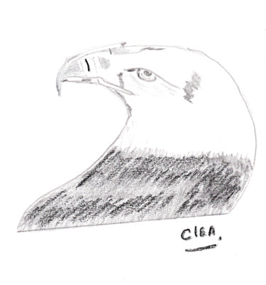 Dessin intitulée "condor.png" par Colette Clea Rhode, Œuvre d'art originale
