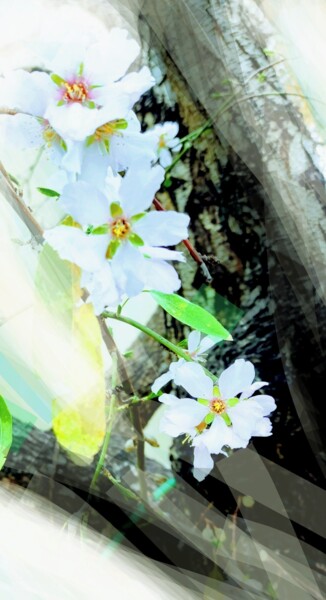 Fotografía titulada "Fleurs d'amandier" por Corinne Courlet, Obra de arte original, Light Painting