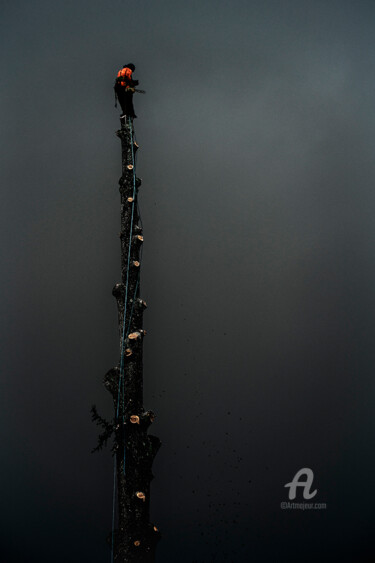 Fotografía titulada "Fin de cèdre" por Corpron, Obra de arte original, Fotografía digital