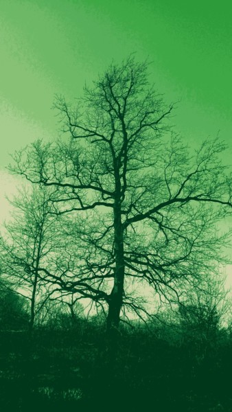 Photographie intitulée "Arbre Vert" par Coyote Shah, Œuvre d'art originale