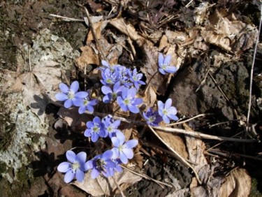 Photography titled "Sign of Spring" by Cynthia Brown Yackenchick, Original Artwork