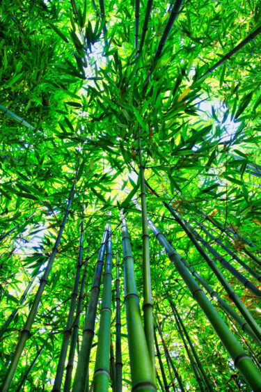 Fotografie mit dem Titel "Bambou" von Cyril Comtat, Original-Kunstwerk, Digitale Fotografie