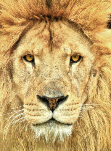 Photography titled "Le lion" by Cyril Comtat, Original Artwork, Digital Photography