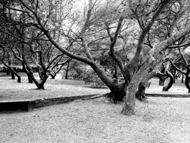 「Arbres tordus, île…」というタイトルの写真撮影 Dam Domidoによって, オリジナルのアートワーク, デジタル