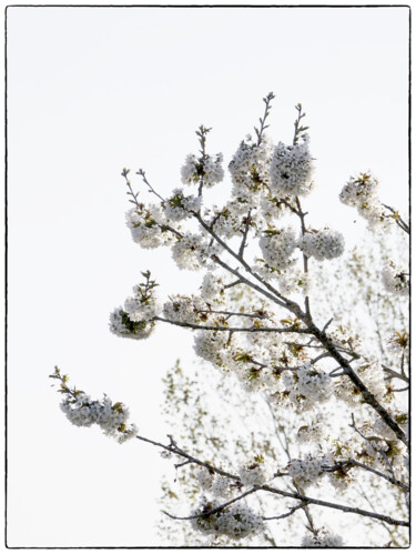 Photography titled "Cerisier" by Dana Berthelot, Original Artwork, Digital Photography