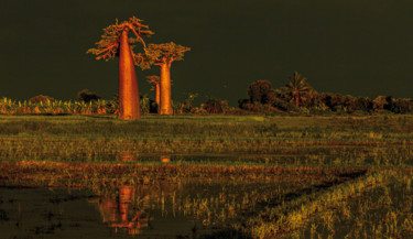 Fotografia intitulada "Baobabs" por Daniel Roblin, Obras de arte originais, Fotografia digital