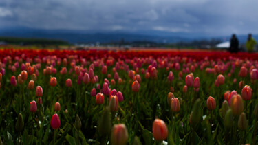 Φωτογραφία με τίτλο "Tulips on Holiday 1" από Danielle Yvonne, Αυθεντικά έργα τέχνης, Ψηφιακή φωτογραφία