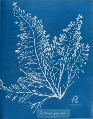Prenten & gravures getiteld "Cystoseira granulata" door Benoît Dardier, Origineel Kunstwerk, Monotype