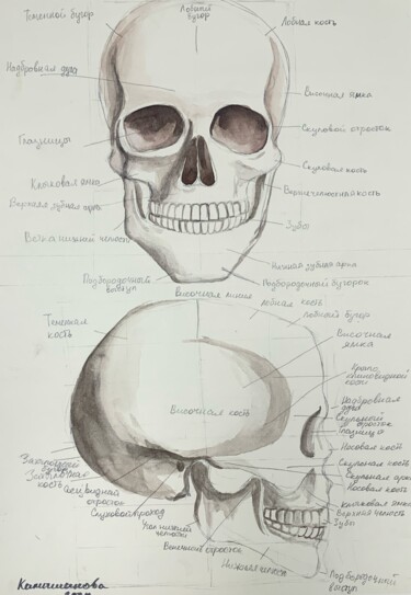 Painting titled "Skull" by Daria Kamishanova, Original Artwork, Watercolor