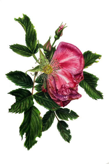 Pintura intitulada "Fading rose" por Dashing Art, Obras de arte originais, Aquarela